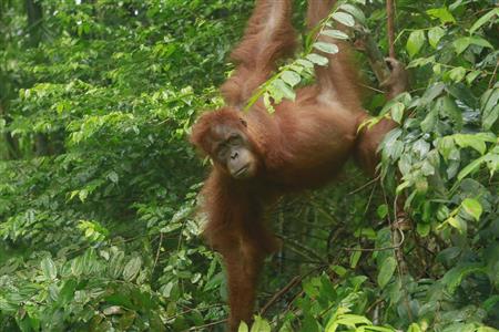 Meet the Orangutan Whisperer on Al Jazeera English