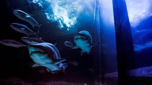 Justin Coetzee swims for a sea change