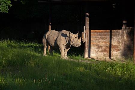 DHL delivers black rhino Eliska back to Tanzania