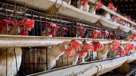Sign the petition to get McDonald’s SA to adopt a cage-free policy