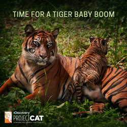 Discovery Communications and World Wildlife Fund announce Project C.A.T.