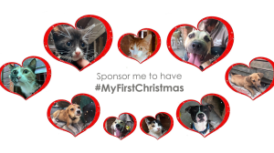 Mdzananda Animal Clinic launches its '#MyFirstChristmas' campaign