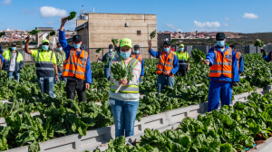SAB helps local business grow sustainable spinach