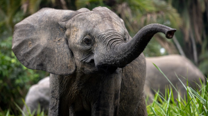 National Geographic Wild celebrates Earth Day with launch of <i>Secrets Of The Elephants</i>