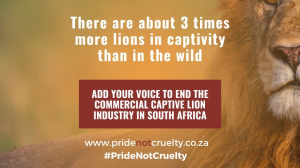 Treeshake and Blood Lions launch 'Free Your Creativity' campaign for World Lion Day
