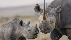 WWF South Africa releases 'Believe in Better' campaign