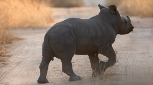EcoTraining supports efforts to save rhinos this World Rhino Day
