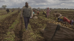 Kgodiso Development Fund empowers Limpopo potato farmers with funding