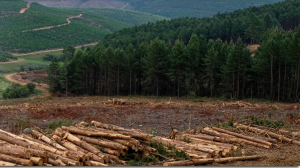 How responsible forestry can be part of a plastic pollution solution