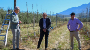 Verder Group plants 2 000 olive trees