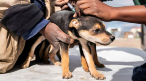 Mdzananda Animal Clinic Partners With FOUR PAWS