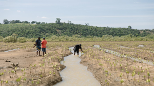 Husqvarna Partners With International Organisations to Restore Kenya's Mangrove Forests