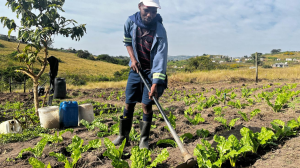 Thanda Expands Food Security & Economic Development (FSED) Initiative
