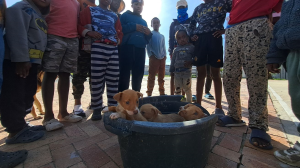 500 Extra Pet Sterilisations in Khayelitsha