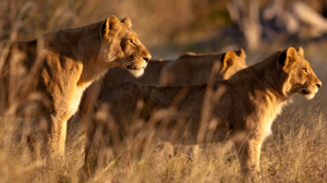Untamed Africa Celebrated on Nat Geo Wild