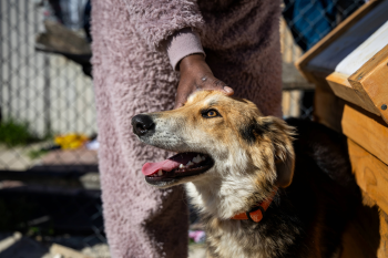 Rabies Centres of Excellence Collaborate to Strengthen Rabies Elimination Efforts