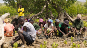 Sustainability: From Roots to Economic Renewal