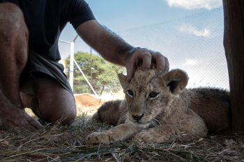 FOUR PAWS Offers Ten Tips to Protect Animals This Holiday Season