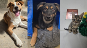 Khayelitsha Shelter Launches #MyFirstChristmas to Bring Joy to Pets Without Homes