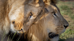 Honouring Vasylyna the Lionness and Supporting Nikola the Lion