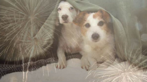 Why Pet Identification and Fast Contact Matter