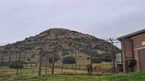 FOUR PAWS Lends a Helping Hand to Panthera Africa's Lions