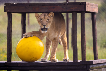 Share Love This Valentine's Day by Symbolically Adopting a Big Cat With FOUR PAWS