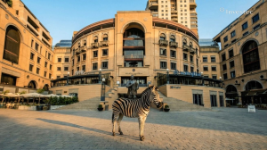The Investec Zebra's Journey from South Africa to the World