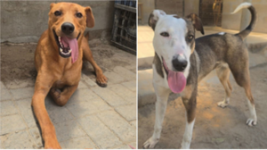 Mdzananda Animal Clinic: Homeless Pets Offering Love