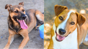 Khayelitsha Animal Shelter Urgently Calls on Public to Adopt