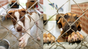 Groundbreaking Initiative to Establish Animal Shelter Minimum Standards