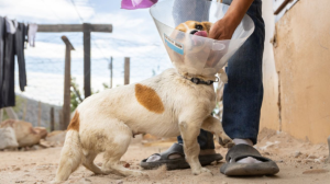 FOUR PAWS Encourages Pet Owners to Spay Their Pets