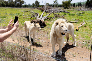 FOUR PAWS Mobilises Communities to Report Big Cat Exploitation