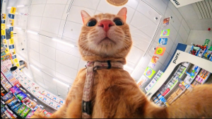 Petshop Science Reveals World's First Television Commercial Filmed by Pets