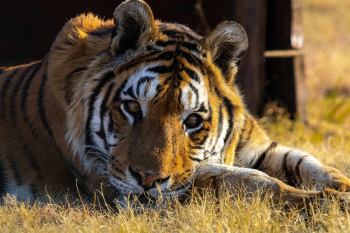 LIONSROCK Celebrates the Anniversary of Sandro the Tiger's Rescue