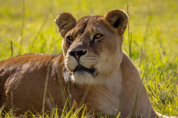 World Kidney Day Highlights the Importance of Kidney Care for Big Cats at LIONSROCK