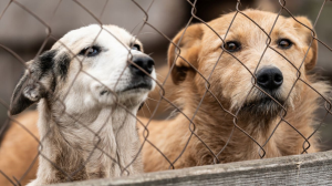 <i>Jacaranda FM's</i> <i>Good Morning Angels</i> Donates R200 000 to Four Gauteng SPCAs