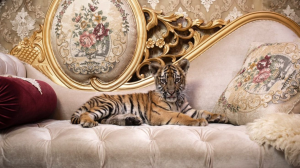 FOUR PAWS Announces the Streaming Release of <i>Dethroned</i> Documentary