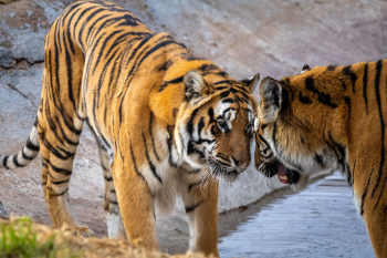 FOUR PAWS Announces the Remarkable Transformation of Shevar and Sharukh