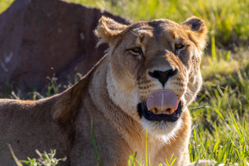 Lubumbashi, Kalemi and Kolwezi Celebrate 16 Years of Sanctuary at LIONSROCK