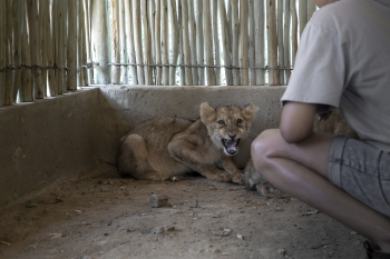 NCOP Approves Draft Notice Prohibiting Certain Activities Involving African Lion