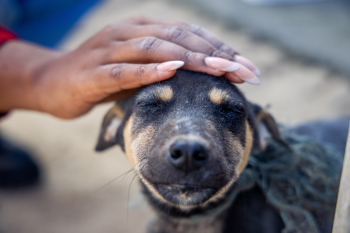 World Stray Animal Day: South Africa's Stray Animal Crisis needs Humane Solutions