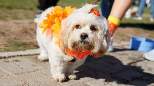 Mdzananda Animal Clinic and Shelter Partners With Vondi's Holistic Pet Nutrition for Paws on the Promenade