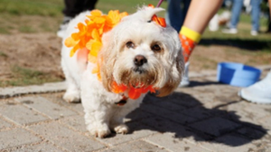 Mdzananda Animal Clinic and Shelter Holds Eighth Annual Paws on the Promenade