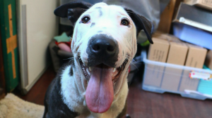 TEARS Animals Rescue Partners With Mutt Mix