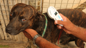 TEARS Animal Rescue Announces Why Microchipping Matters This National Pet ID Week