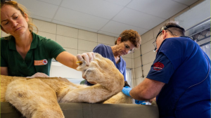 FOUR PAWS Recognises Dr Christine Steyrer and the LIONSROCK Team