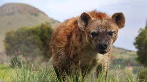 LIONSROCK Big Cat Sanctuary Celebrates Phiri the Hyena