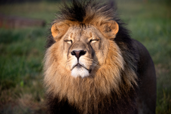 Lion Nikola Celebrates Two Years of Sanctuary at LIONSROCK