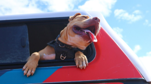 TEARS Kennels at Capacity Ahead of Winter; Public Encouraged to Consider Adoption on Adopt a Shelter Pet Day